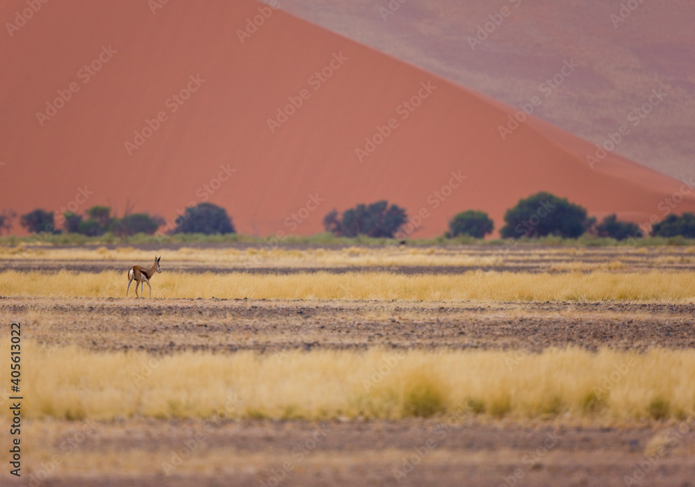 Springbuck o Gacela saltarina, Sossus Vlei, Sesriem, Parque Nacional Namib Naukluft, Desierto del Namib, Namibia, Afirca
