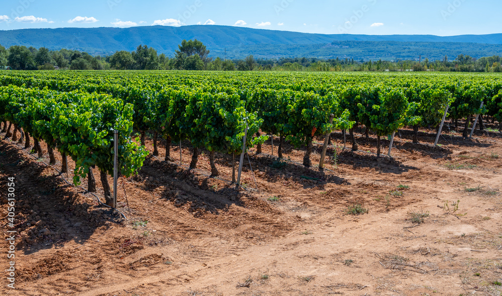 Vineyards of AOC Luberon mountains near Apt with old grapes trunks growing on red clay soil, red or rose wine grape