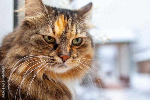 Portrait of an angry cat.  © наталья саксонова