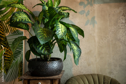 A green houseplant called dieffenbachia standing in a pot in a home styled with green colors. A natural modern house with a vintage nostalgic feeling
