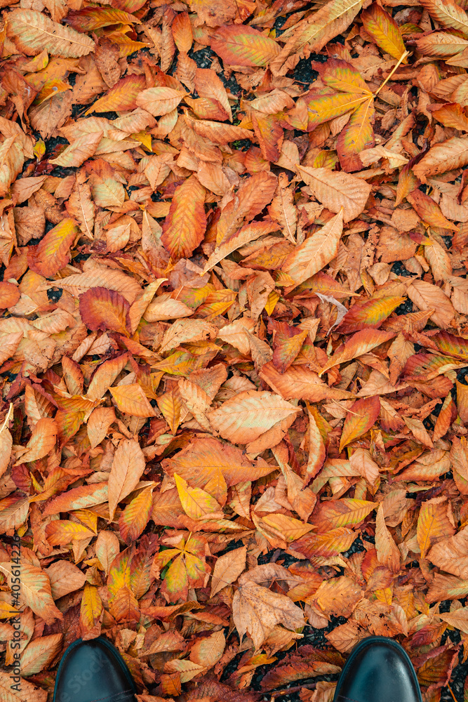 Fall leaves Fall leaves
