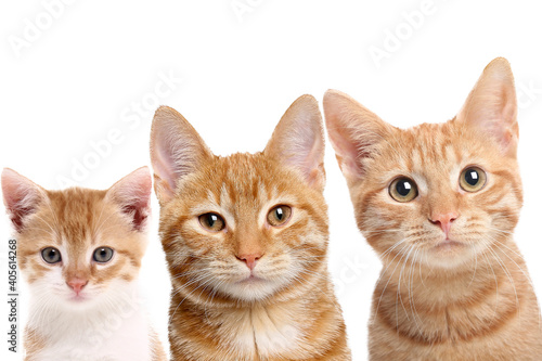 Beautiful cats in front of a white background