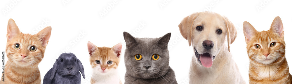 Beautiful cats, a rabbit and dogs in front of a white background
