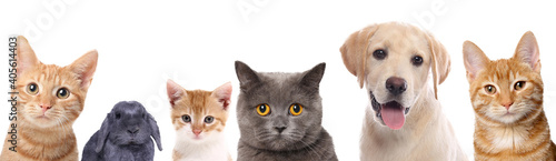 Beautiful cats, a rabbit and dogs in front of a white background