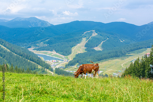 Brown cow grazes in bright summer day in mountains. Fresh air and natural landscape