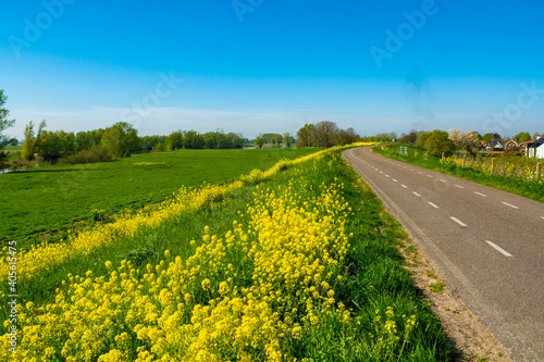 Spring nature landscape with yellow blossom of rapeseed plants in Betuwe  Gelderland  Netherlands