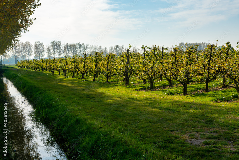 Obraz premium Rows with plum or pear trees with white blossom in springtime in farm orchards, Betuwe, Netherlands