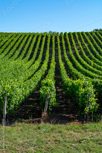 Foto Green vineyards located on hills of  Jura French region ready to harvest and mak