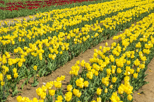 Fototapeta Naklejka Na Ścianę i Meble -  Large field of yellow colored tulip flowers. Beautiful floral background of bright tulips blooming in the garden in the middle of a sunny spring day.