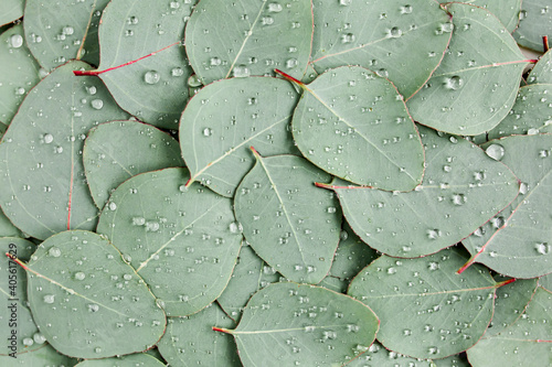 Background, Texture made of green eucalyptus leaves with raindrop, dew. Flat lay, top view