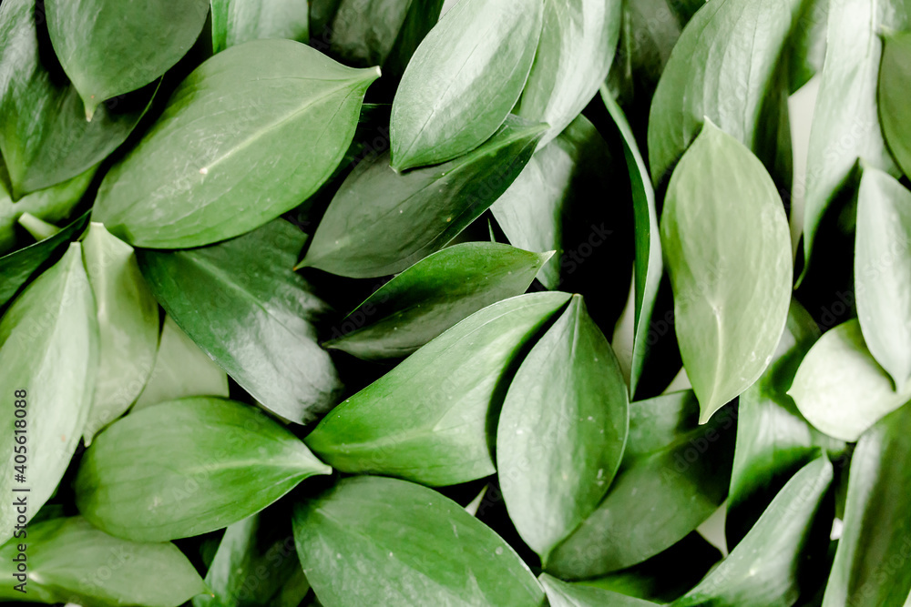 Pattern, texture with green leaves isolated on white background. flat lay, top view Pattern, texture with green leaves isolated on white background. flat lay, top view
