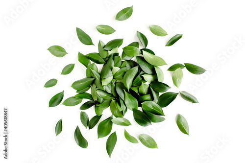 Pattern  texture with green leaves isolated on white background. flat lay  top view