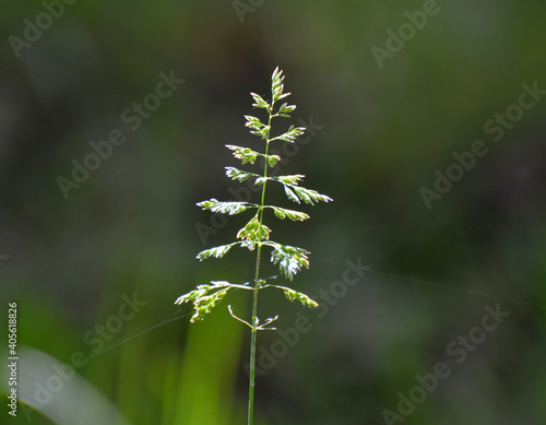 Poa grows in the meadow among wild grasses.