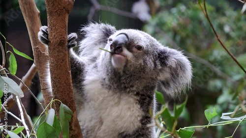 close up of koala chewing a eucalyptus leaf at blackbutt nature reserve in newcastle, australia photo