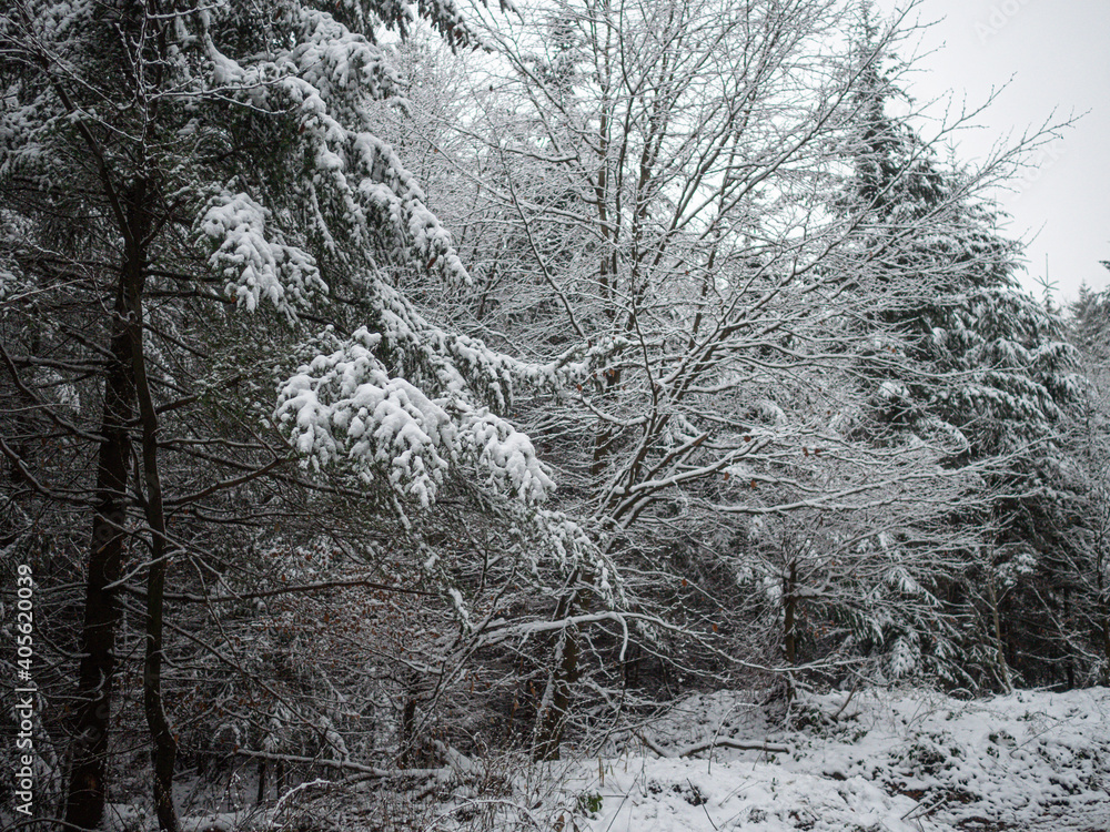 snow covered trees in forest