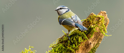 A blue tit (Cyanistes caeruleus) perched