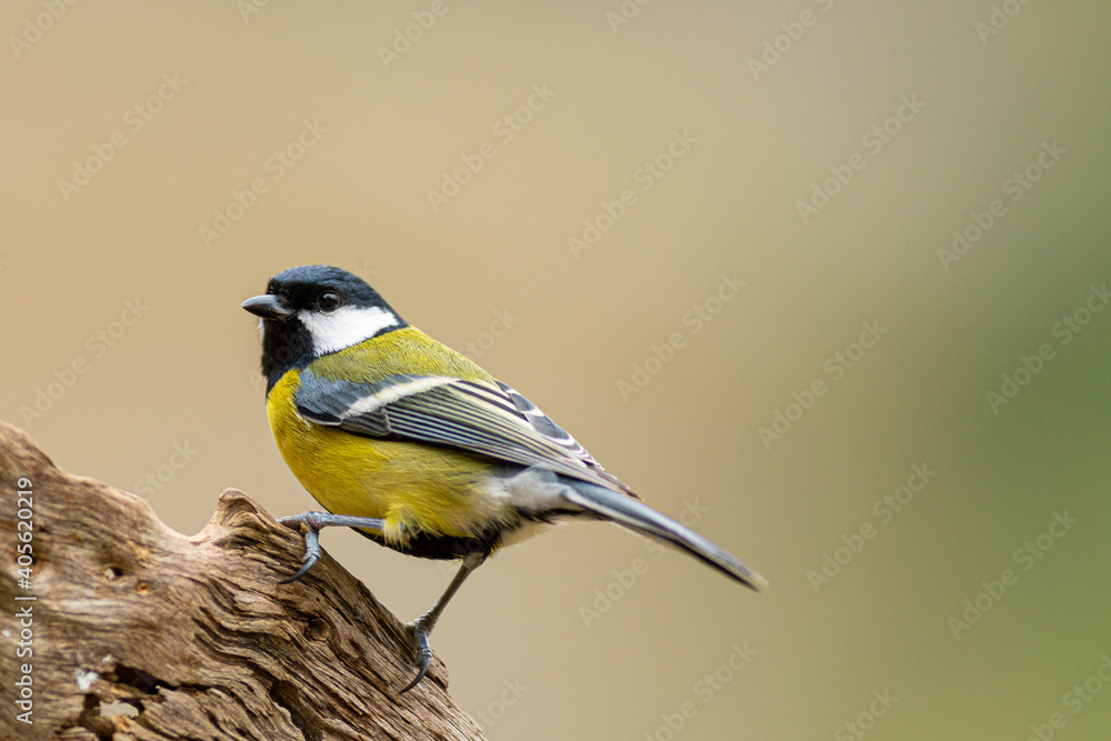 Obraz premium A great tit (Parus major) perched