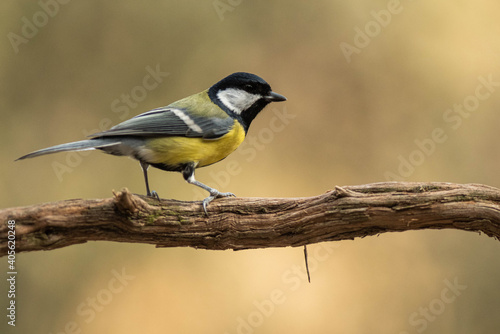 A great tit (Parus major) perched