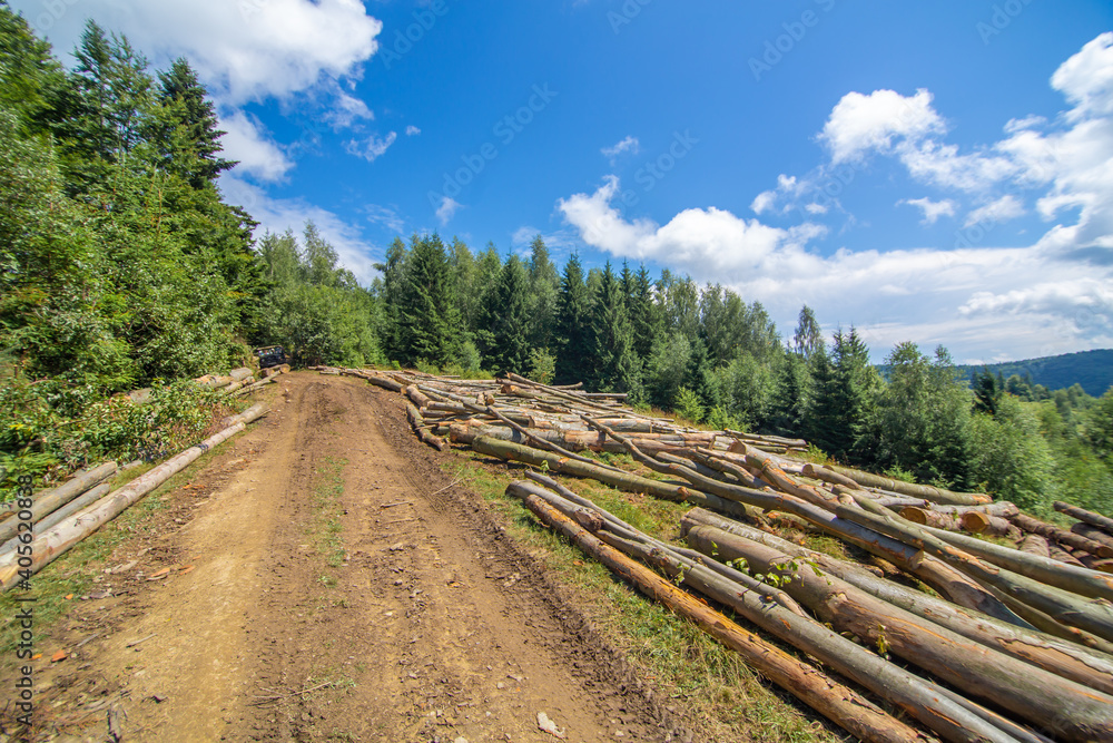 Cutting forest. Logs of fresh cutted trees lie next to dirty road in the forest ready to transportation Cutting forest. Logs of fresh cutted trees lie next to dirty road in the forest ready to transportation