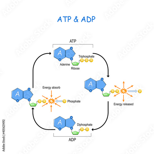 ATP ADP cycle.