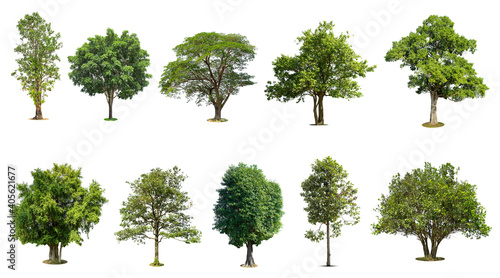 .Trees collection isolated on white background.