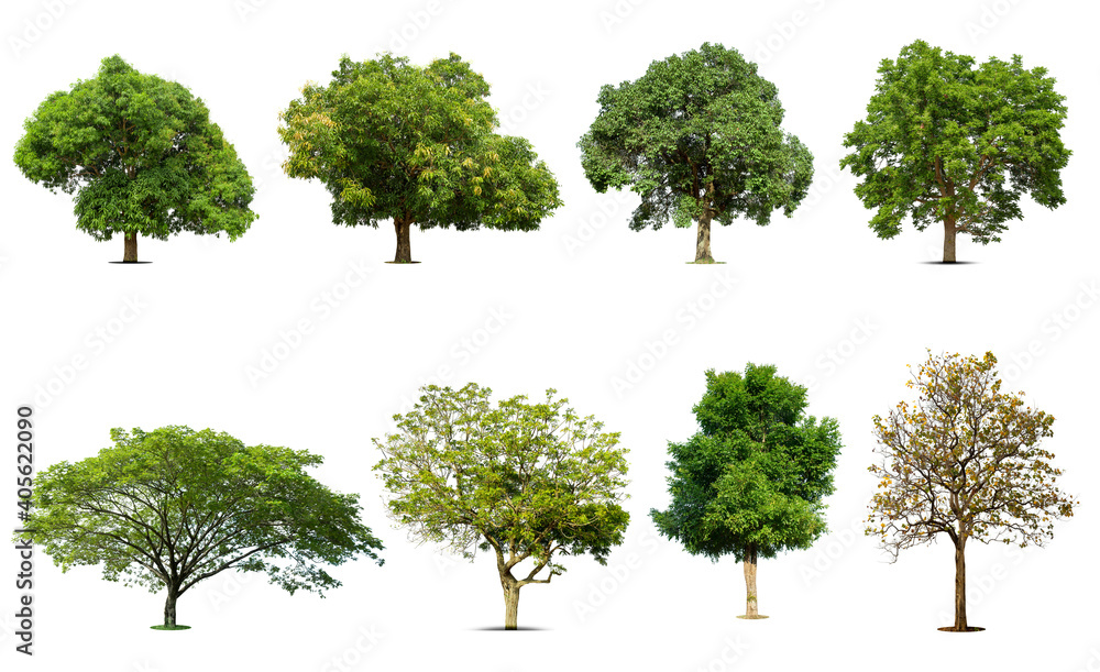 .Trees collection isolated on white background. .Trees collection isolated on white background.