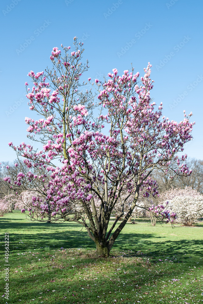 Magnolia tree blooming with cherry trees in the background, during Spring.
