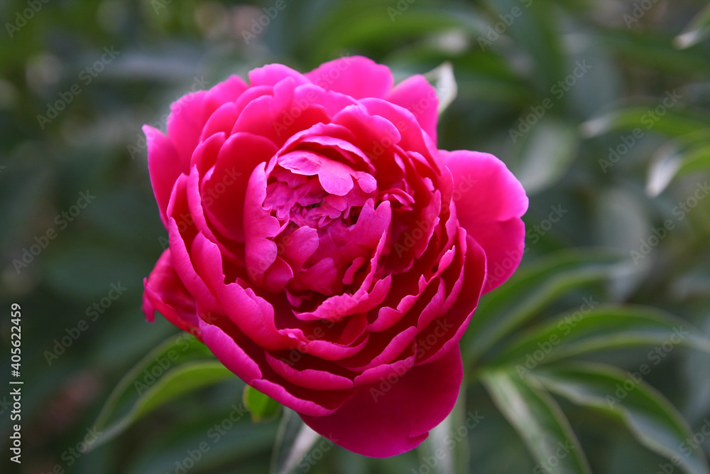 Macro photo nature flower peony. Stock photo Background texture of a blooming peony flower with pink raspberry buds. An image of a peony flower. Macro photo nature flower peony. Stock photo Background texture of a blooming peony flower with pink raspberry buds. An image of a peony flower.