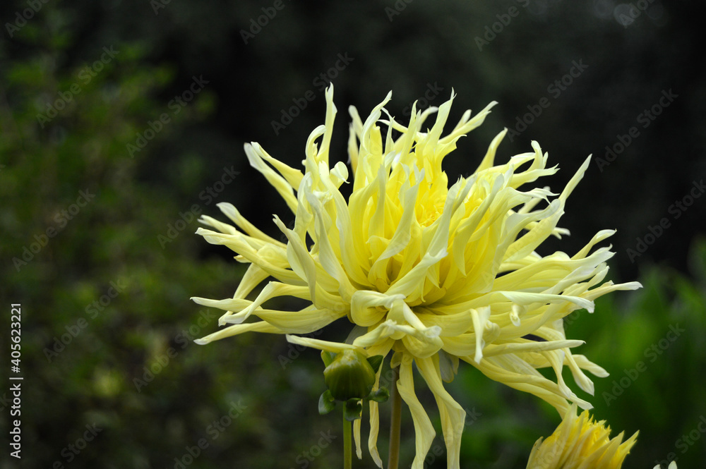 yellow flower blooming in the garden in the spring, close up blossom, green background yellow flower blooming in the garden in the spring, close up blossom, green background
