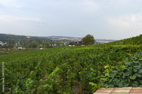 vineyard in region country