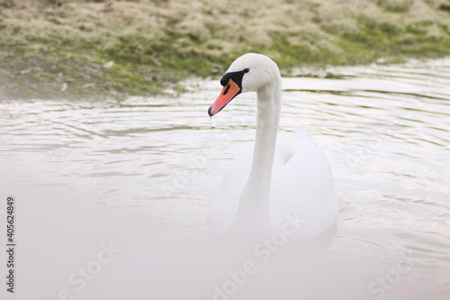 white swan on lake