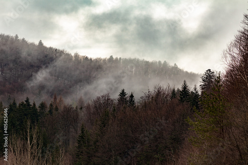 Mixed forest in a fog and clouds