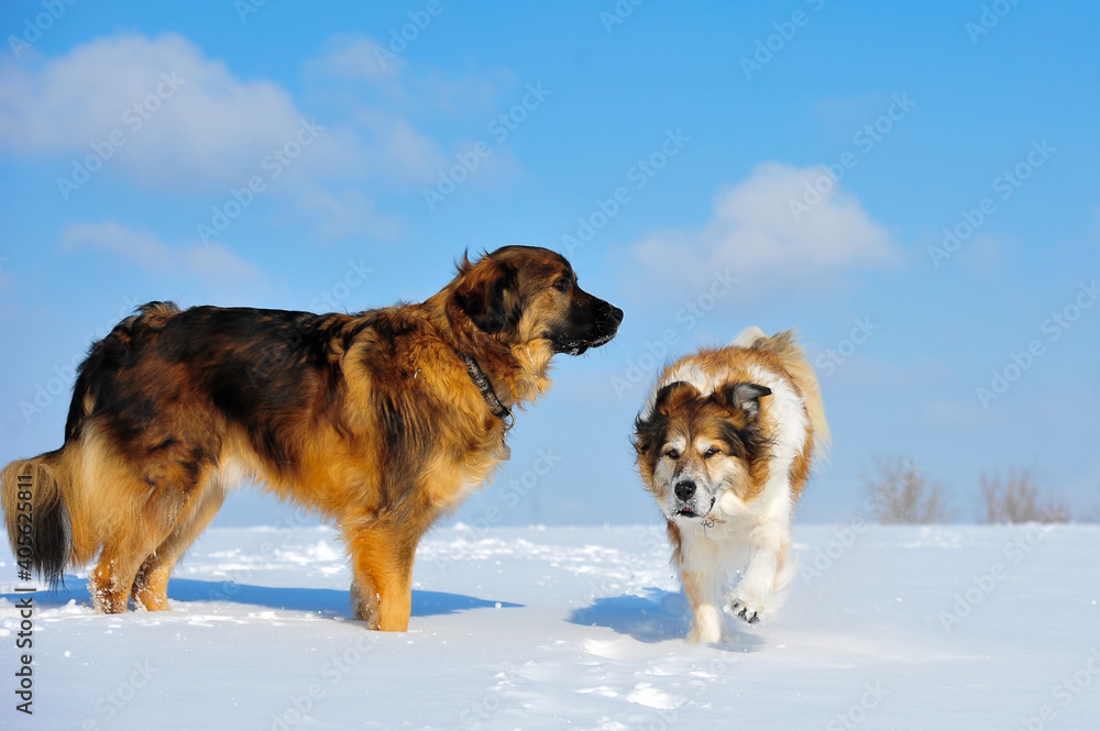 Two Pyrenees border collie dogs having fun in fresh snow at local dog off leash park 