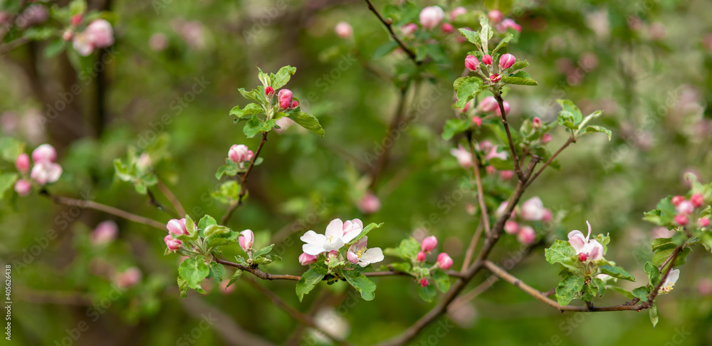 Pink and white apple tree flowers in the sunlight outdoors. Spring flowering. Blurred bokeh background. Pink and white apple tree flowers in the sunlight outdoors. Spring flowering. Blurred bokeh background.