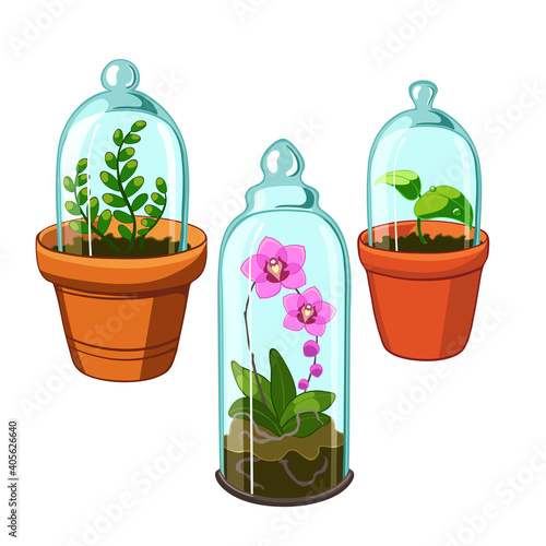 Potted plants under glass cloches.