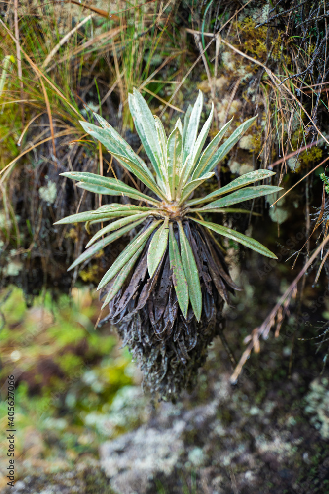 Fototapeta premium un frailejone du Paramo de Cruz Verde, Usme, Bogota, Colombie