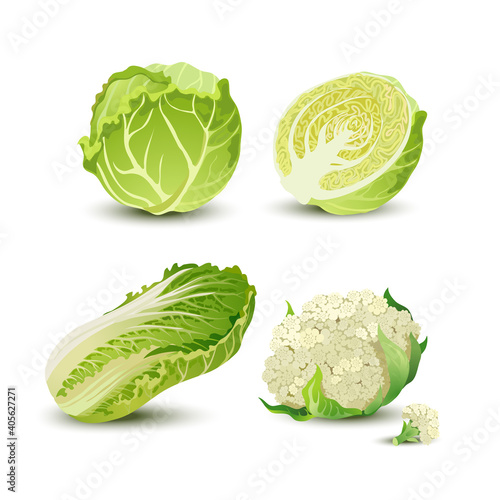 Vector vegetables set with cabbage, cauliflower and chinese cabbage