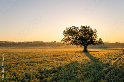 Carob trees (Ceratonia siliqua) in a field on the island of Mallorca