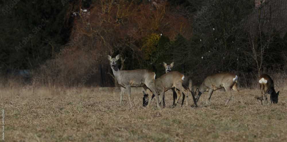 Naklejka premium herd of deer in the woods, Poland