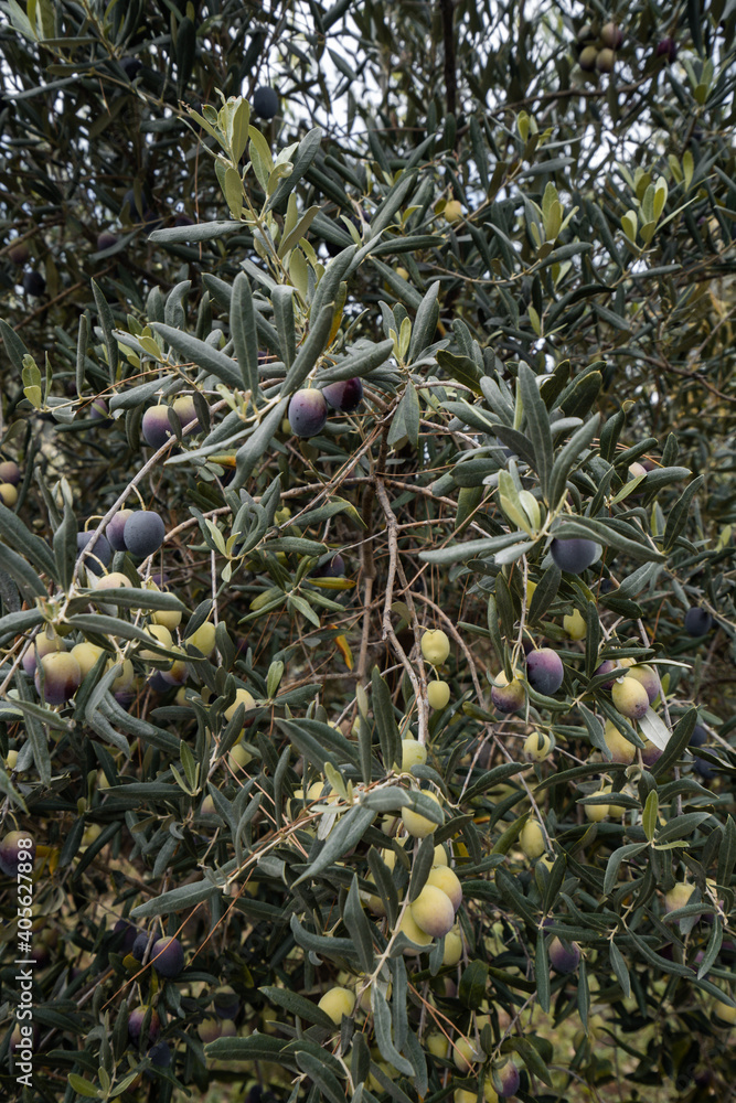 Olive Tree Leaves Closeup in a field in for olive oil production. Mediterranean food. Olive branch with ripe olives and farmland in the background. Olive Tree Leaves Closeup in a field in for olive oil production. Mediterranean food. Olive branch with ripe olives and farmland in the background.