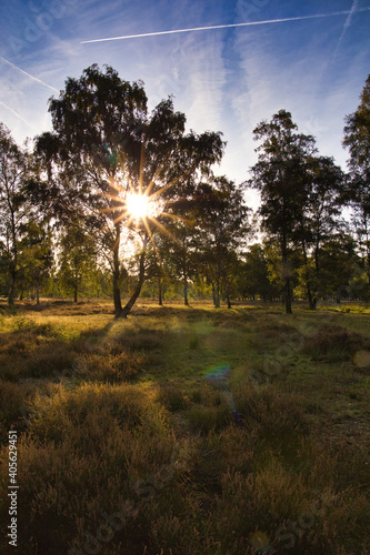 Sonnenaufgang in der Heide