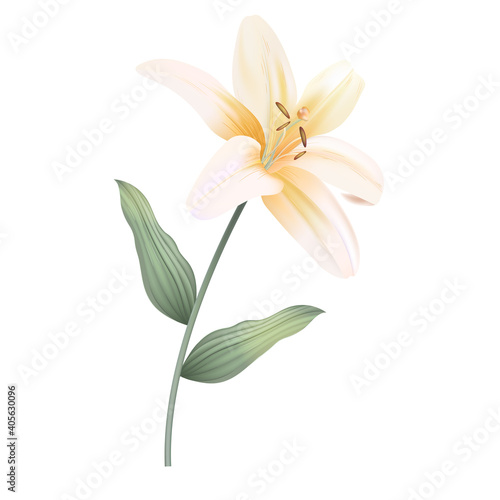 White lily isolated on a white background. Wedding invitations templates vector illustration.