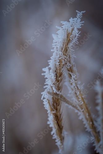 wheat covered in ice