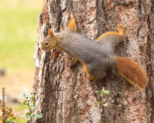 Squirrel © fakirola