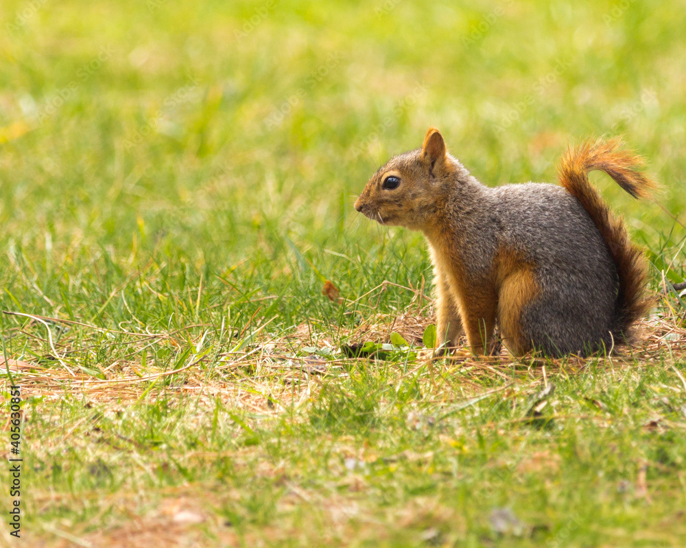 Squirrel Squirrel
