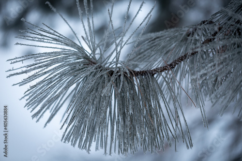 pine tree covered in ice