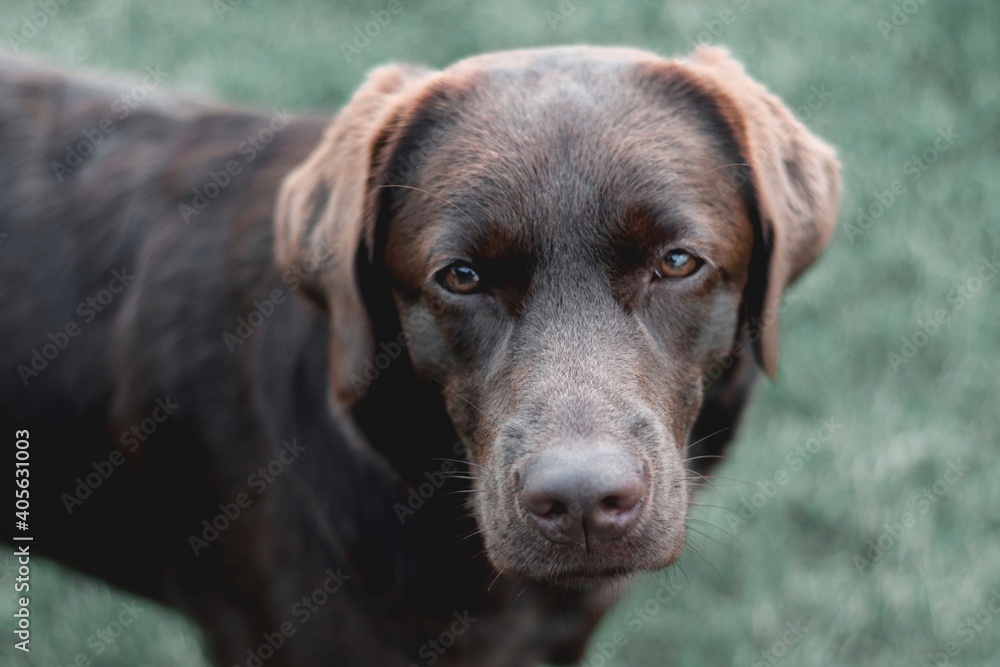 Chocolate labrador retriever on a green background. Portrait of a dog with eyes looking at you.