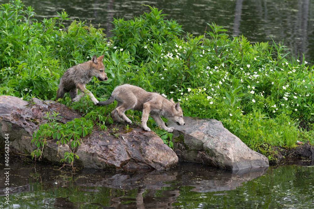 Fototapeta premium Grey Wolf (Canis lupus) Pups Walk Along Shoreline Rocks Summer