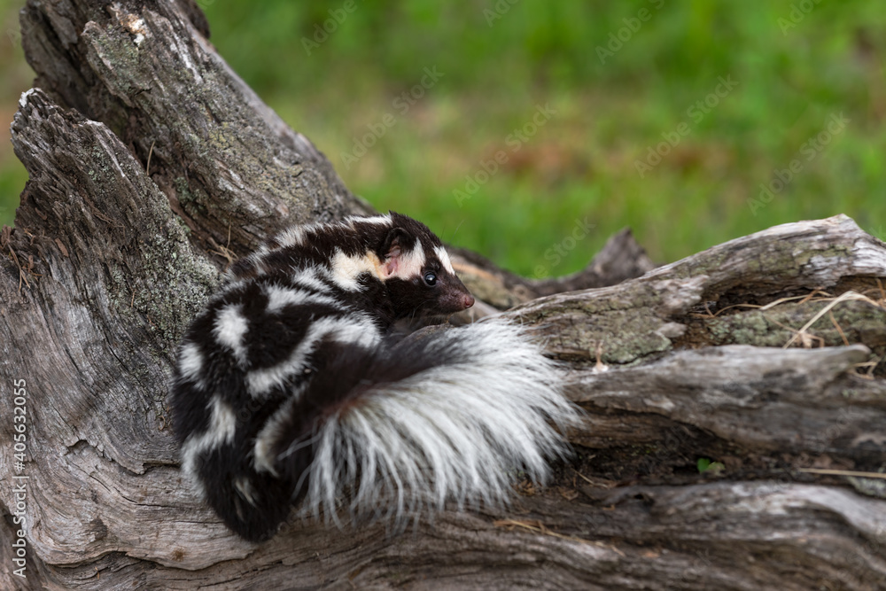 Eastern Spotted Skunk (Spilogale putorius) Climbs Up Side of Log Summer Eastern Spotted Skunk (Spilogale putorius) Climbs Up Side of Log Summer