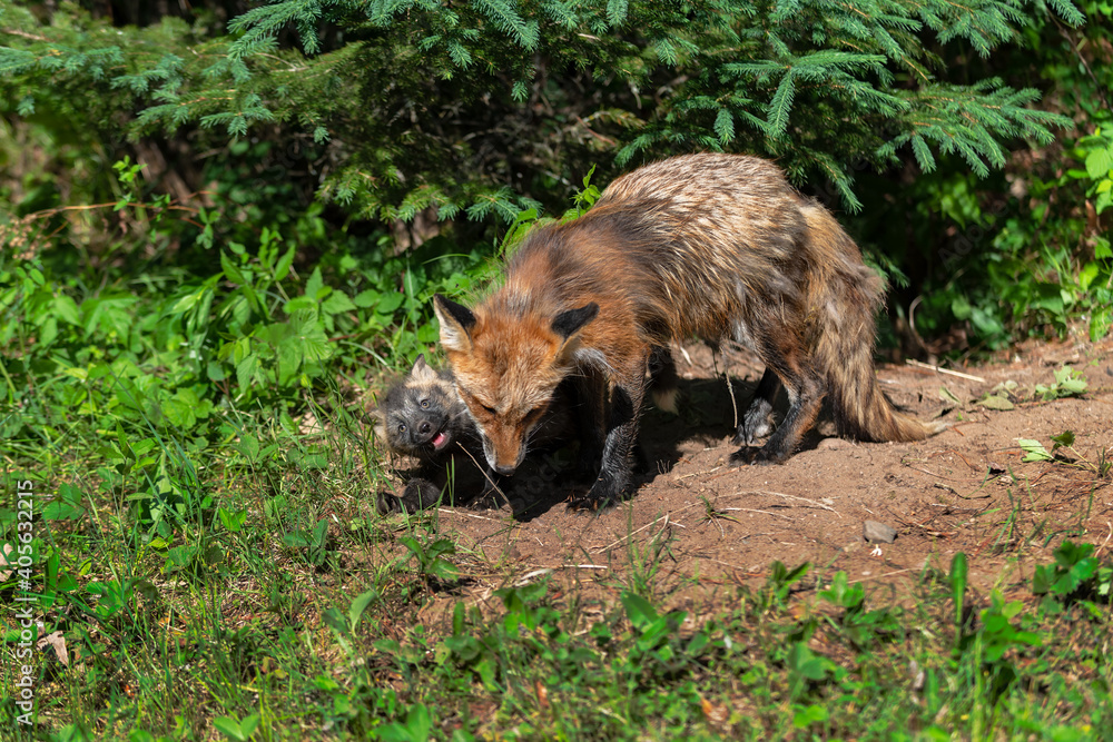 Fototapeta premium Red Fox (Vulpes vulpes) and Kit at Den Site Summer